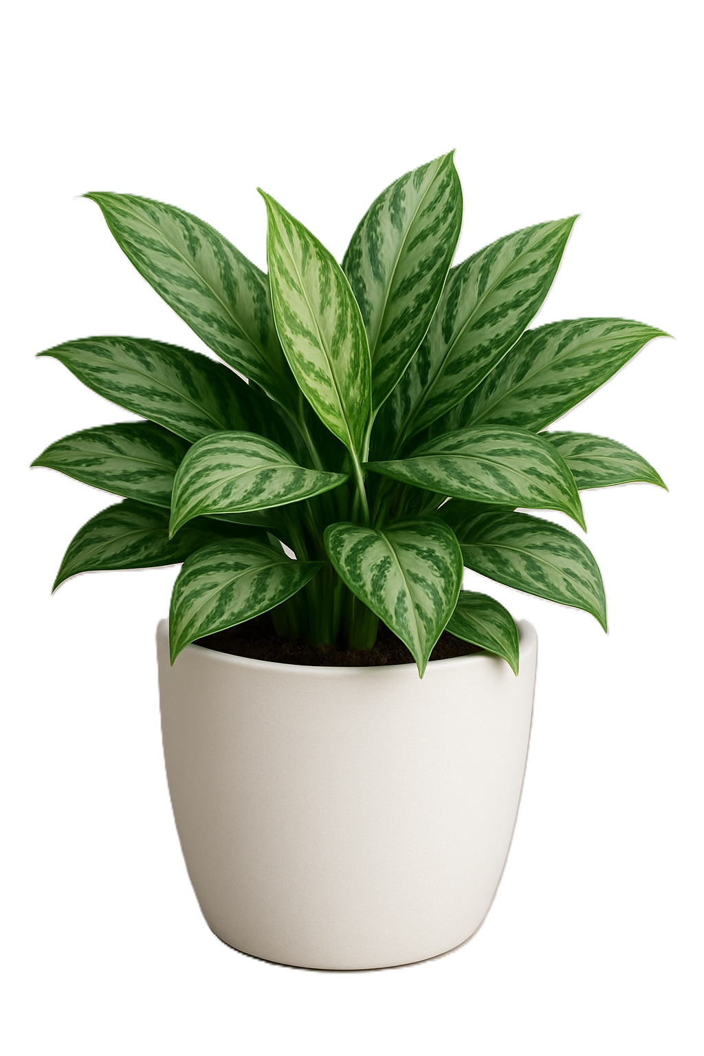 Chinese Evergreen